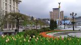 Символ Небесної сотні: У Києві розцвіли 100 тисяч тюльпанів