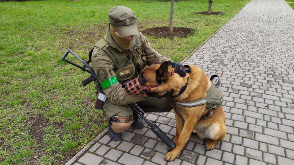 Трофейна вівчарка: у Нацгвардії служитиме собака, яка належала окупантам - фото 1