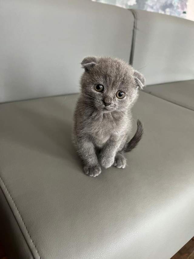 На Рівненщині з'явився крихітний бойовий котик, якого назвали Джавелін - фото 503817
