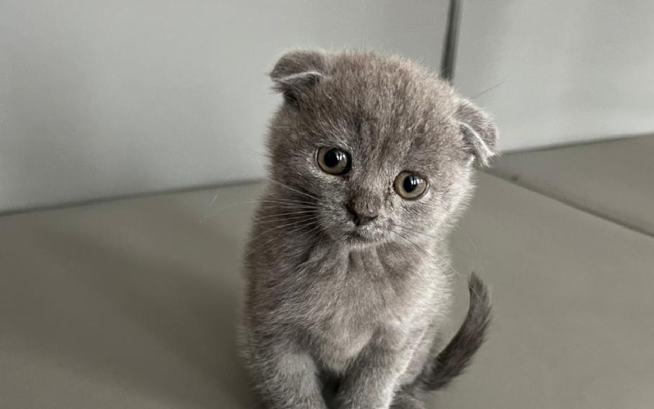 На Рівненщині з'явився крихітний бойовий котик, якого назвали Джавелін