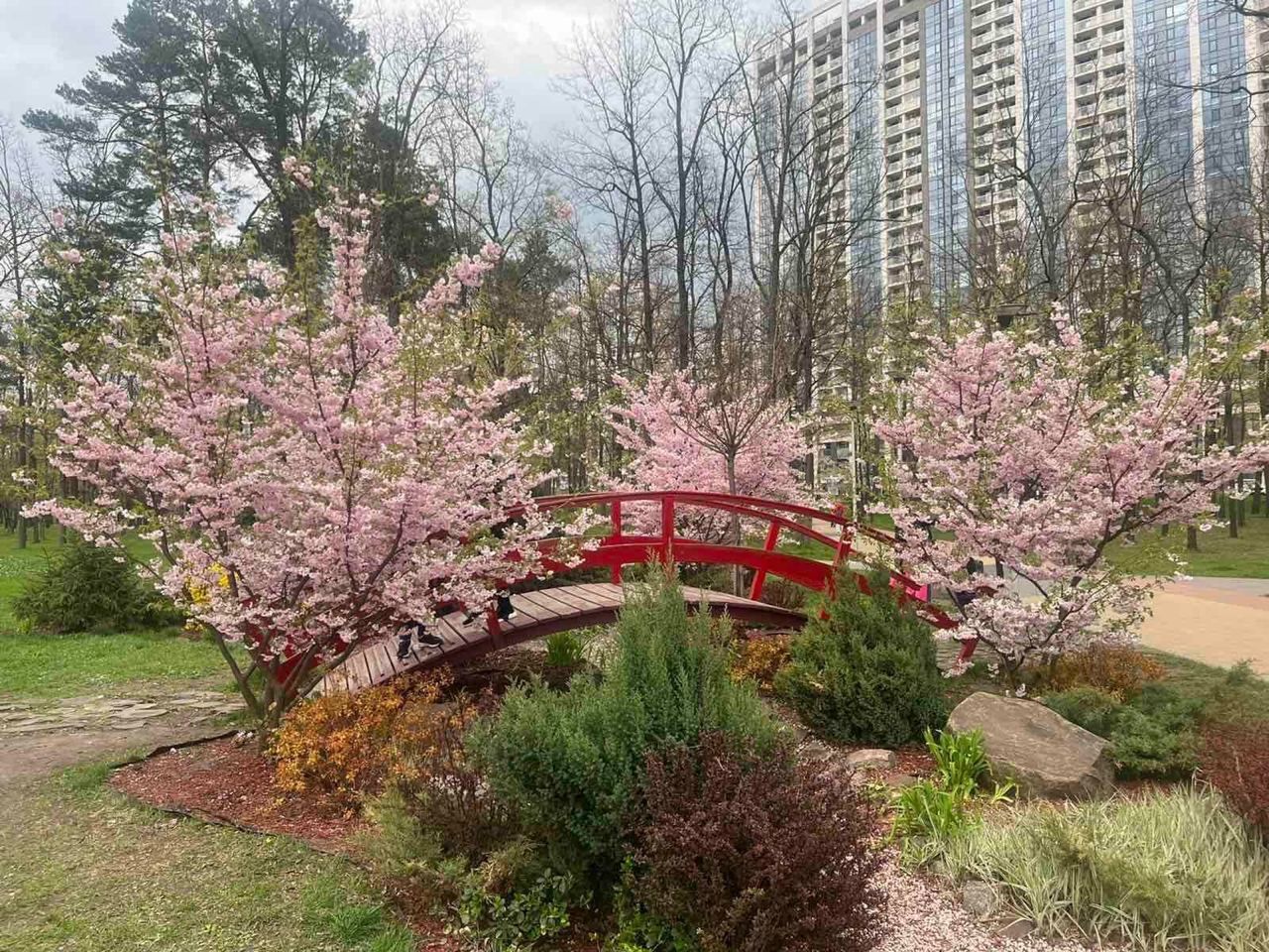 Комунальники показали, як на лівому березі Києва розквітли сакури - фото 1