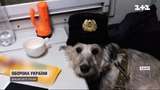 Хвостата провідниця: історія собаки, яка працює на евакуаційних рейсах Укрзалізниці