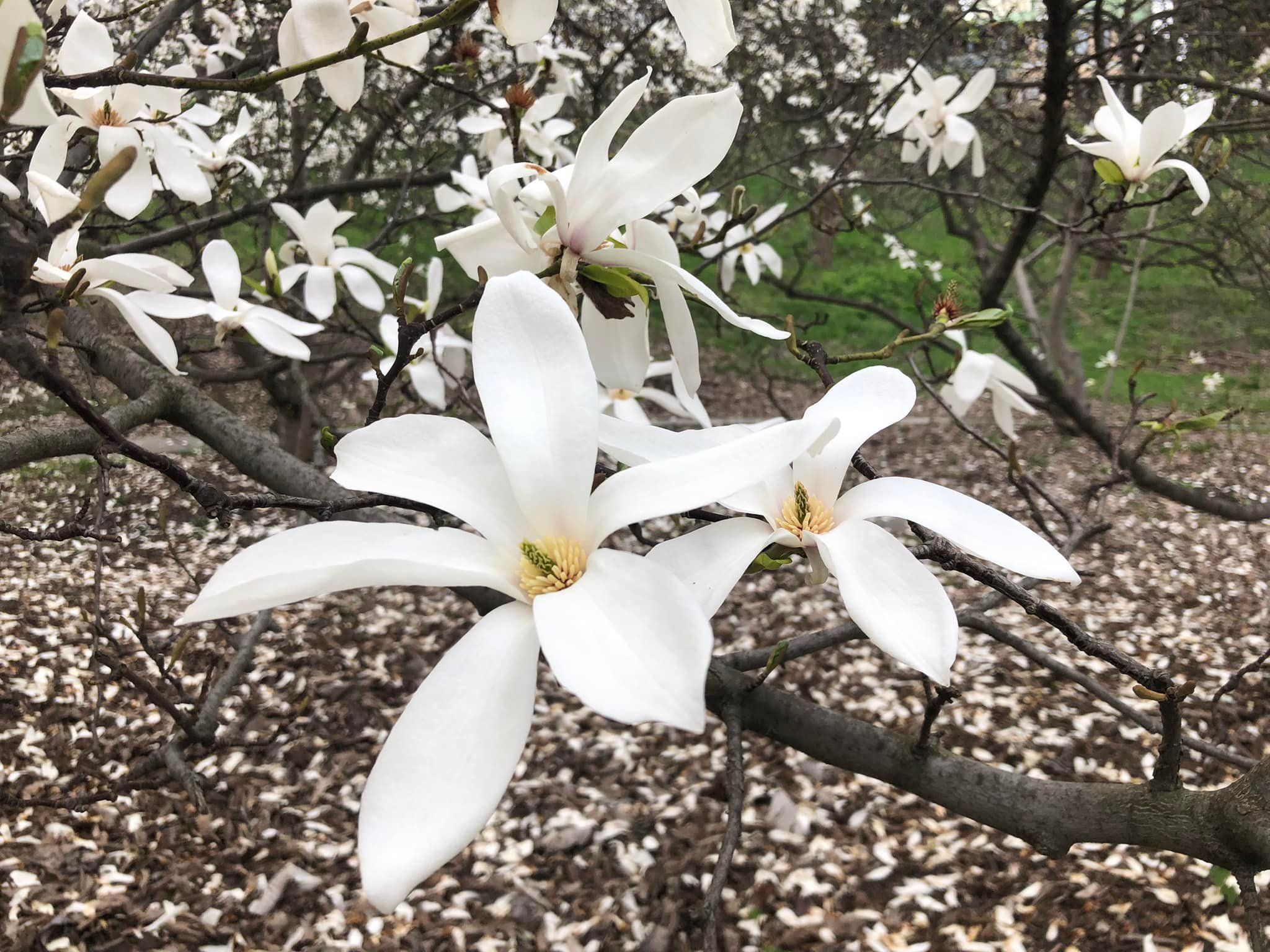 Працівники ботанічного саду Києва показали, як розквітли магнолії - фото 1