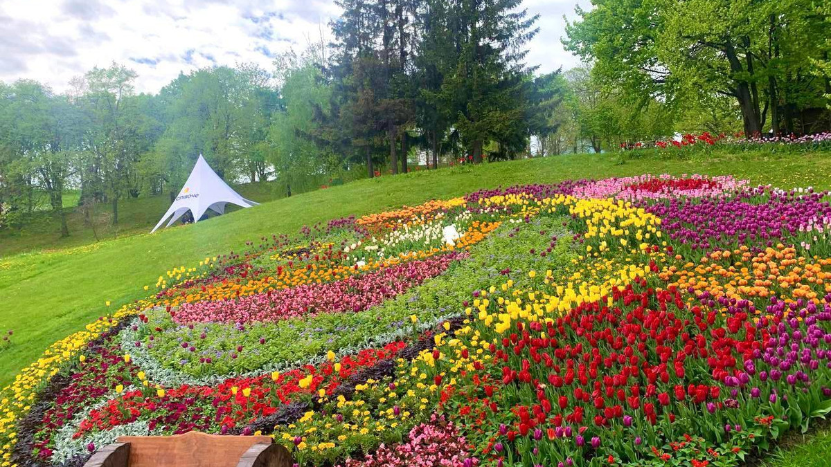 У Києві розквітло пів мільйона тюльпанів – фотофакт - фото 1