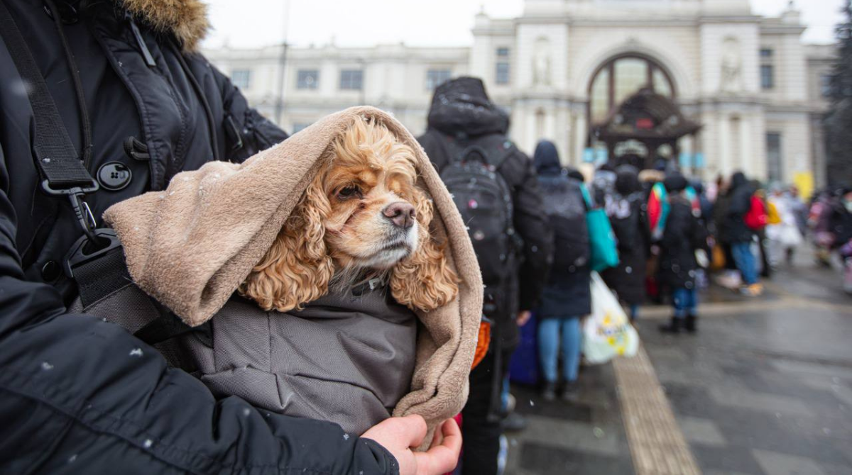 В Укрзалізниці розповіли, скільки тварин евакуювали від початку війни - фото 1