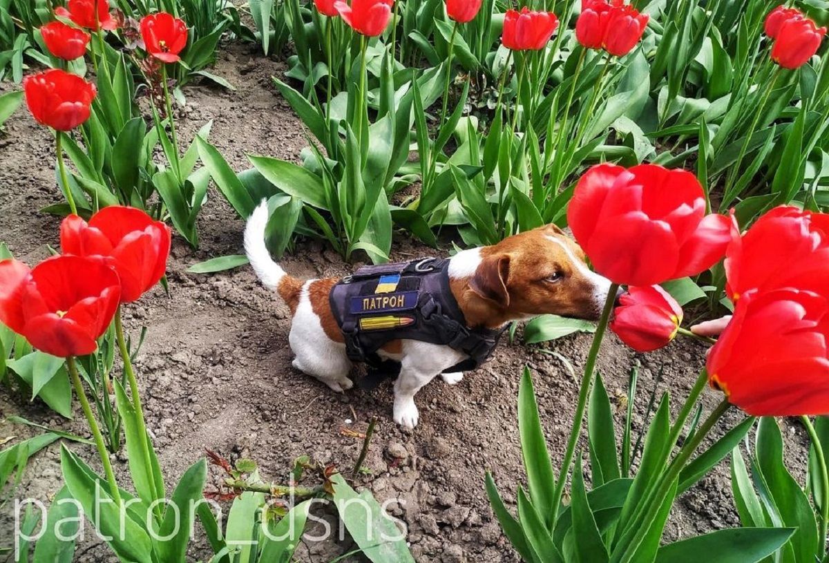 Песик Патрон отримав особливу нагороду від Зеленського – відео
