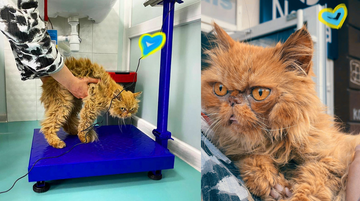 Врятовану кицю з Бородянку, яка підкорила мережу, хочуть забрати 12 "власників"