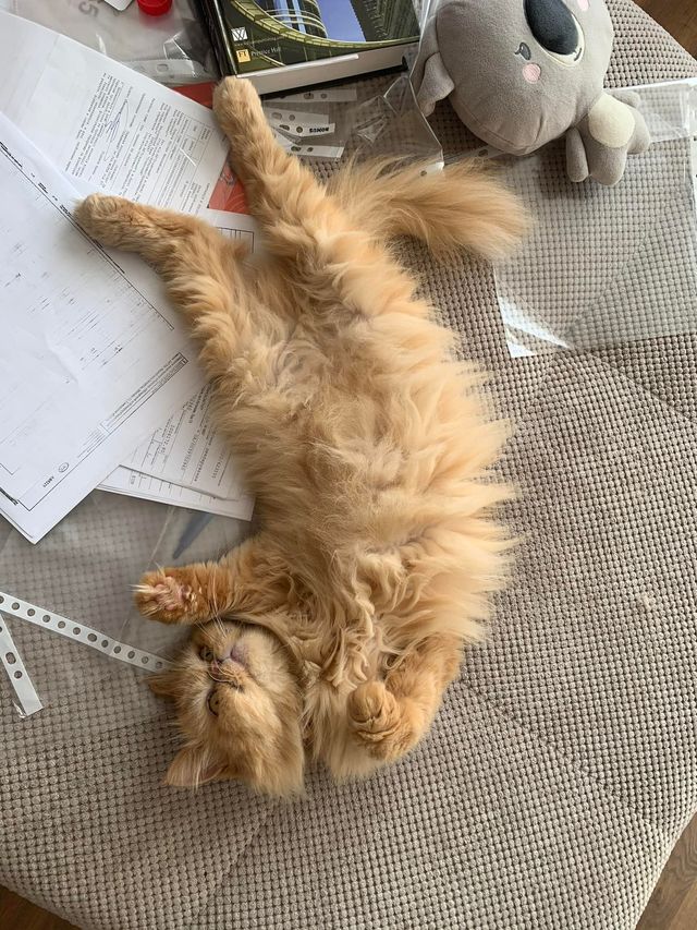 Шафку звати Глорія: вдалося знайти власницю врятованої у Бородянці кішки - фото 505071