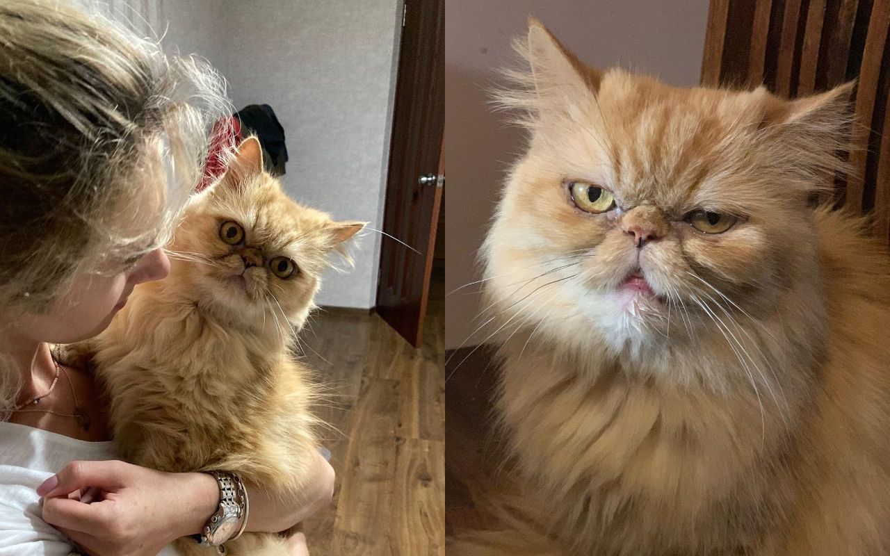 Шафку звати Глорія: вдалося знайти власницю врятованої у Бородянці кішки