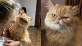 Шафку звати Глорія: вдалося знайти власницю врятованої у Бородянці кішки