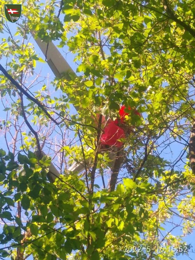 ЗСУ приземлили на дерево російський безпілотник 'Орлан': фотофакт - фото 505488