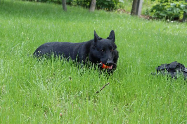 Конкурент пса Патрона: розвідники показали пухнастого колегу – фото - фото 505867