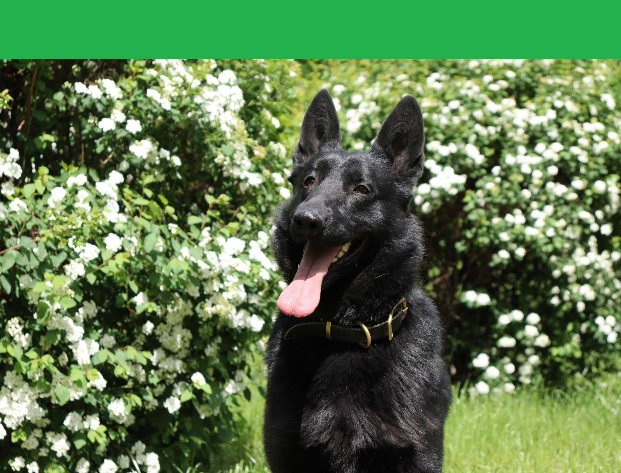 Пухнастий розвідник Бой - фото 1