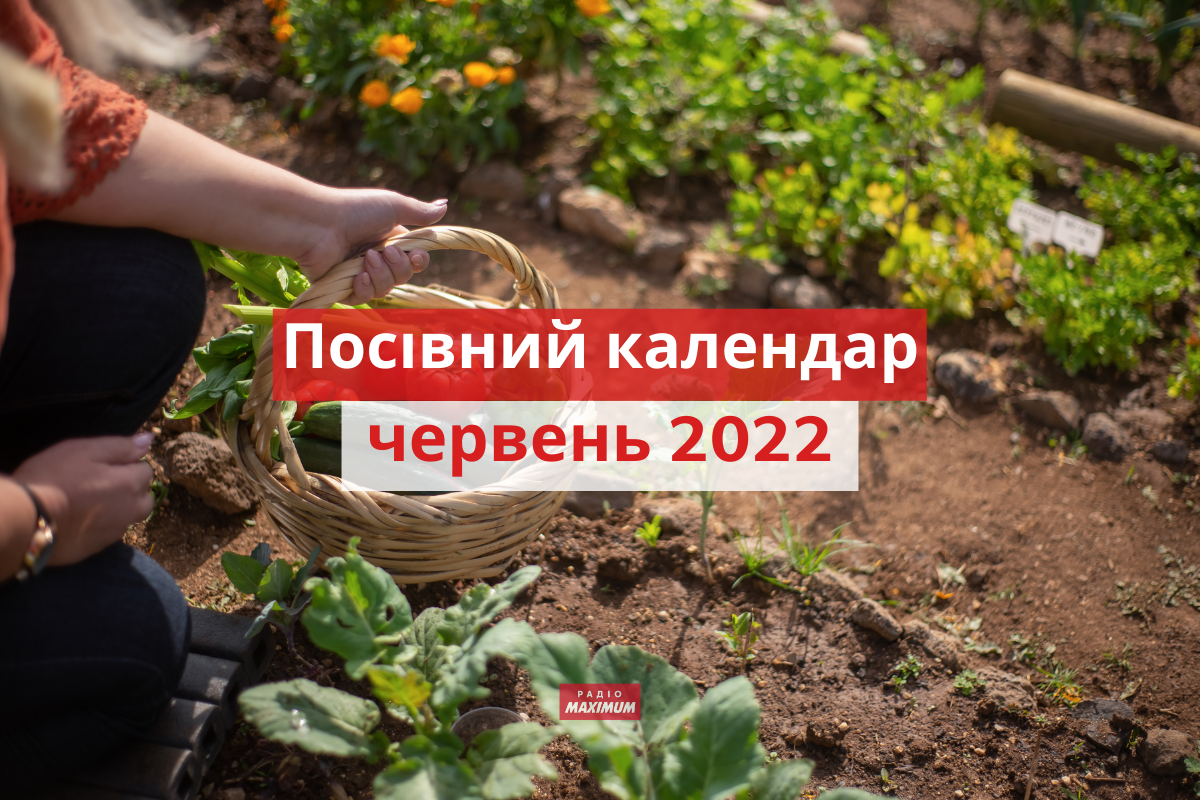 Посівний календар для городника на червень 2022 - фото 1