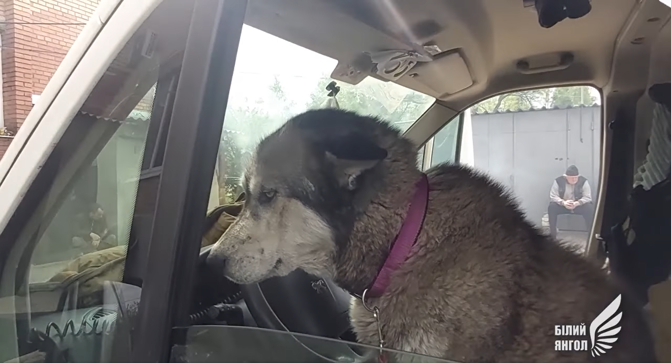 У Мар'їнці поліцейські врятували хаскі - фото 1