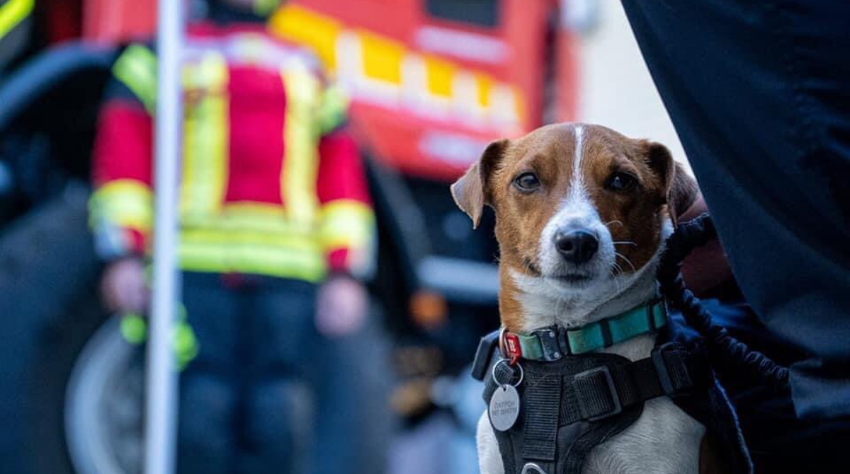 Пес Патрон отримав нагороду "Пальмовий пес" у Каннах