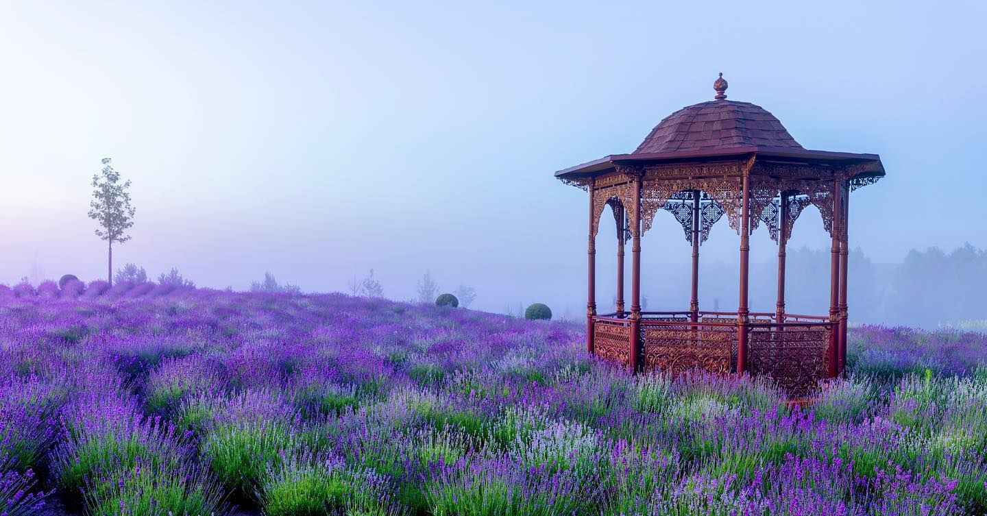 У мережі показали, як під Києвом квітне лавандове поле - фото 1