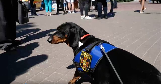 Жасмін, Байрактар і Чапа: чим займаються чотирилапі на службі в Україні - фото 506887