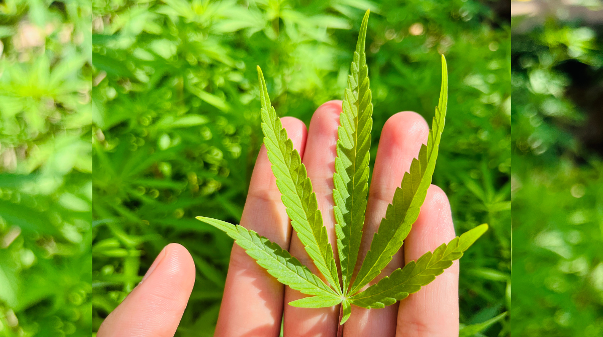 В Україні підтримали законопроєкт про легалізацію медичного канабісу – МОЗ - фото 1