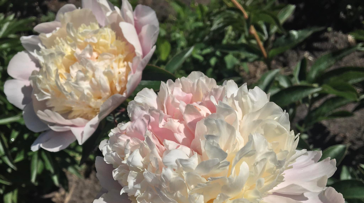 У Національному ботанічному саду в Києві розквітли півонії (фото)