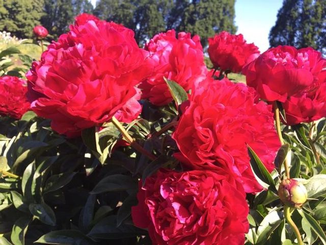 У Національному ботанічному саду в Києві розквітли півонії (фото) - фото 507070