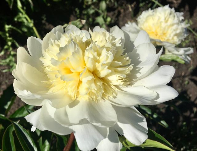 У Національному ботанічному саду в Києві розквітли півонії (фото) - фото 507071