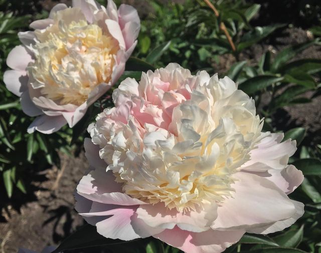 У Національному ботанічному саду в Києві розквітли півонії (фото) - фото 507072