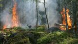 В Україні надзвичайний рівень пожежної небезпеки 30-31 серпня – ДСНС