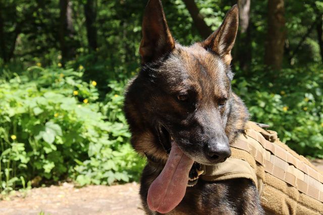 facebook.com/DefenceIntelligenceofUkraine - фото 507362