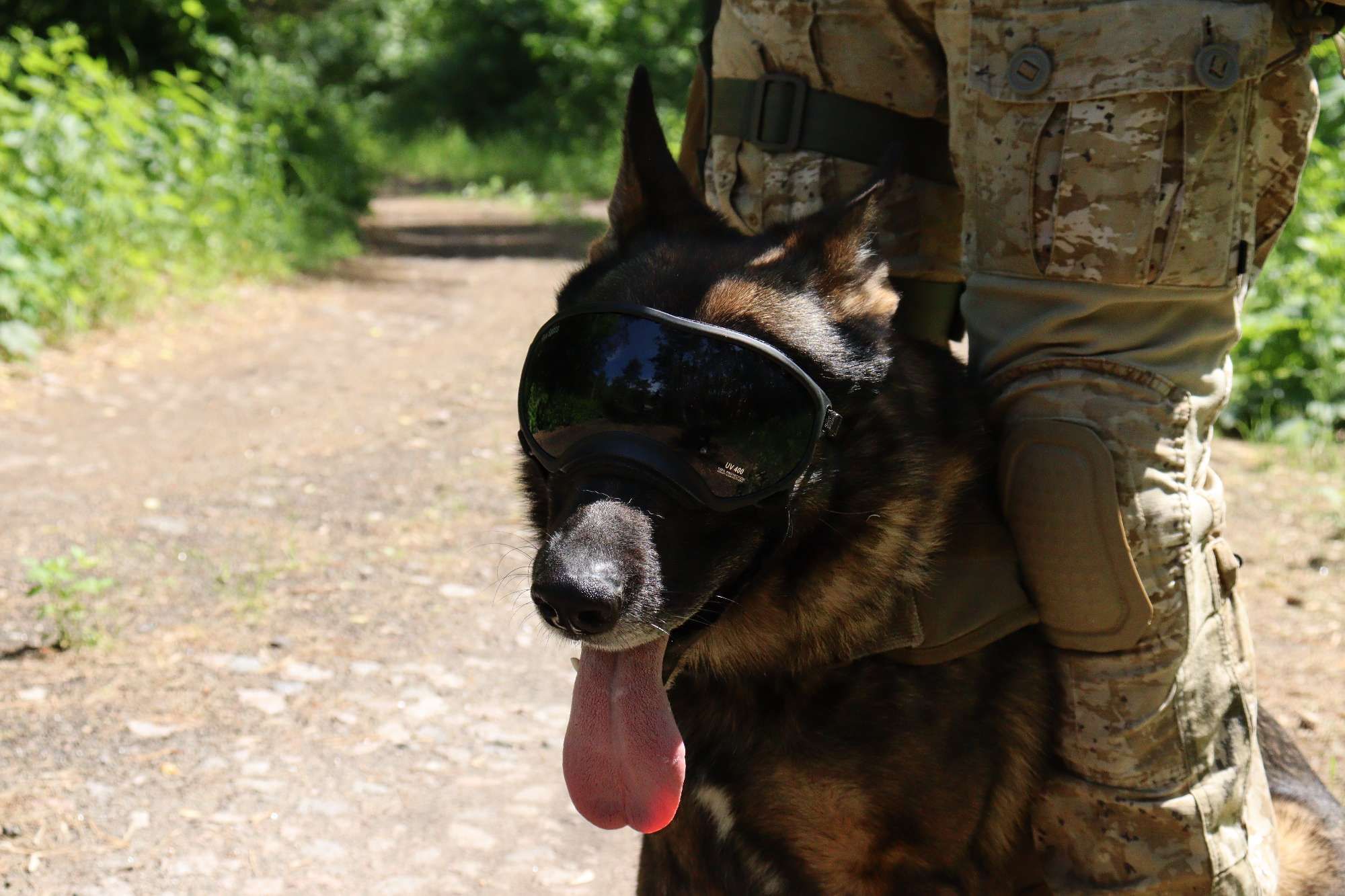 Знайомтесь, пухнастий розвідник Зорро - фото 1