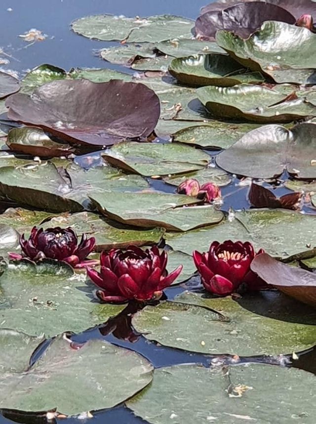 У Києві на озері розквітли водяні лілії (фото) - фото 507420