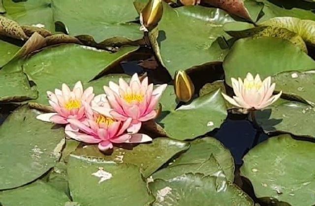 У Києві на озері розквітли водяні лілії (фото) - фото 507421