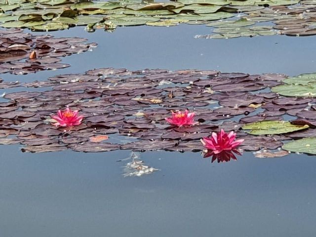 У Києві на озері розквітли водяні лілії (фото) - фото 507422