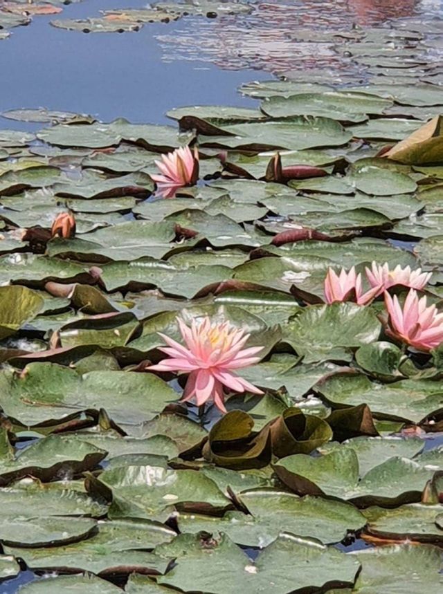 У Києві на озері розквітли водяні лілії (фото) - фото 507423