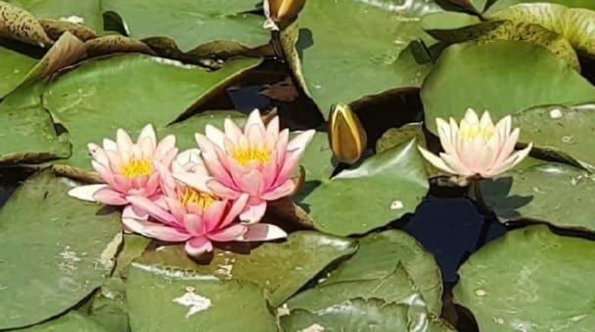 У Києві на озері розквітли водяні лілії (фото)