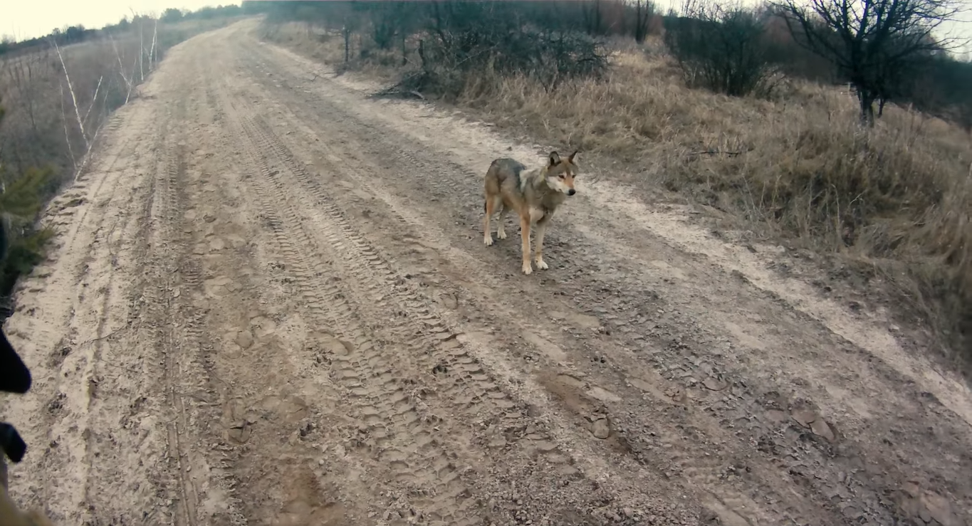 Вовк і "вовкулаки": бійці показали спокійну зустріч з хижим звіром – відео