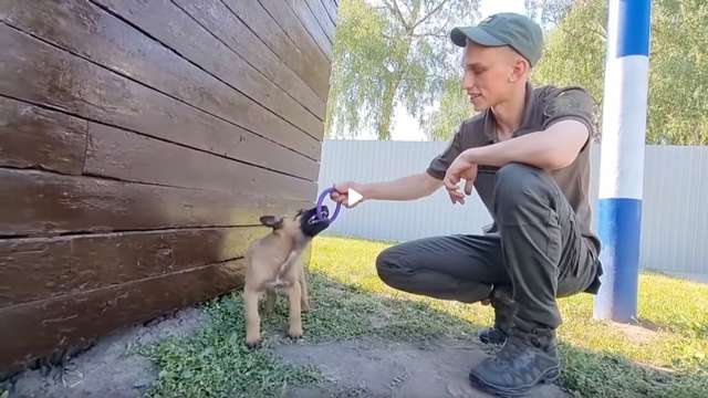 Рокі, Стіч, Сікро і Мальта: чим займаються собаки на службі в Україні - фото 508040