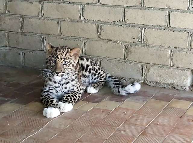 У Миколаєві народилося кошеня червонокнижного леопарда - фото 508050