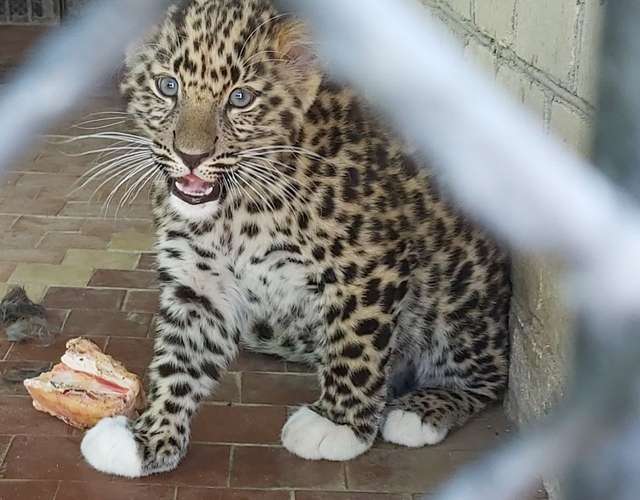 У Миколаєві народилося кошеня червонокнижного леопарда - фото 508051