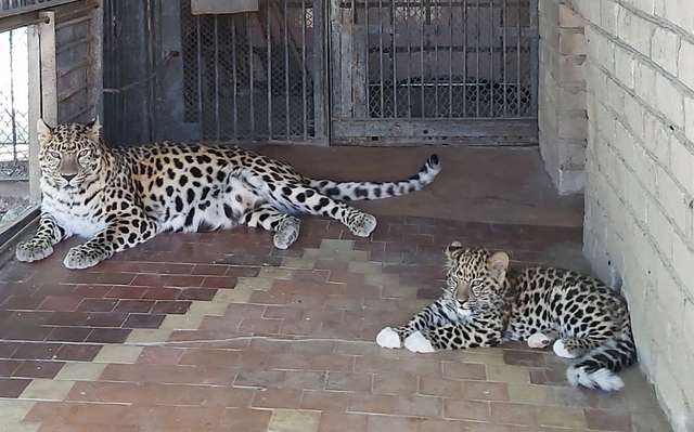У Миколаєві народилося кошеня червонокнижного леопарда - фото 508052