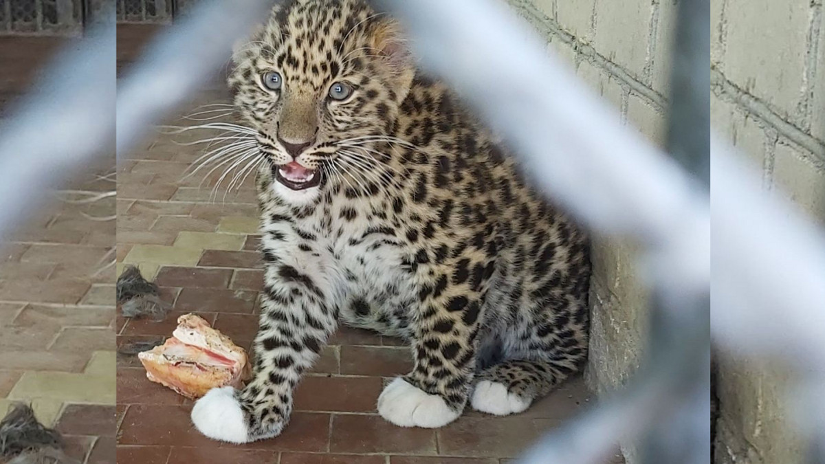 У Миколаєві народилося кошеня червонокнижного леопарда - фото 1