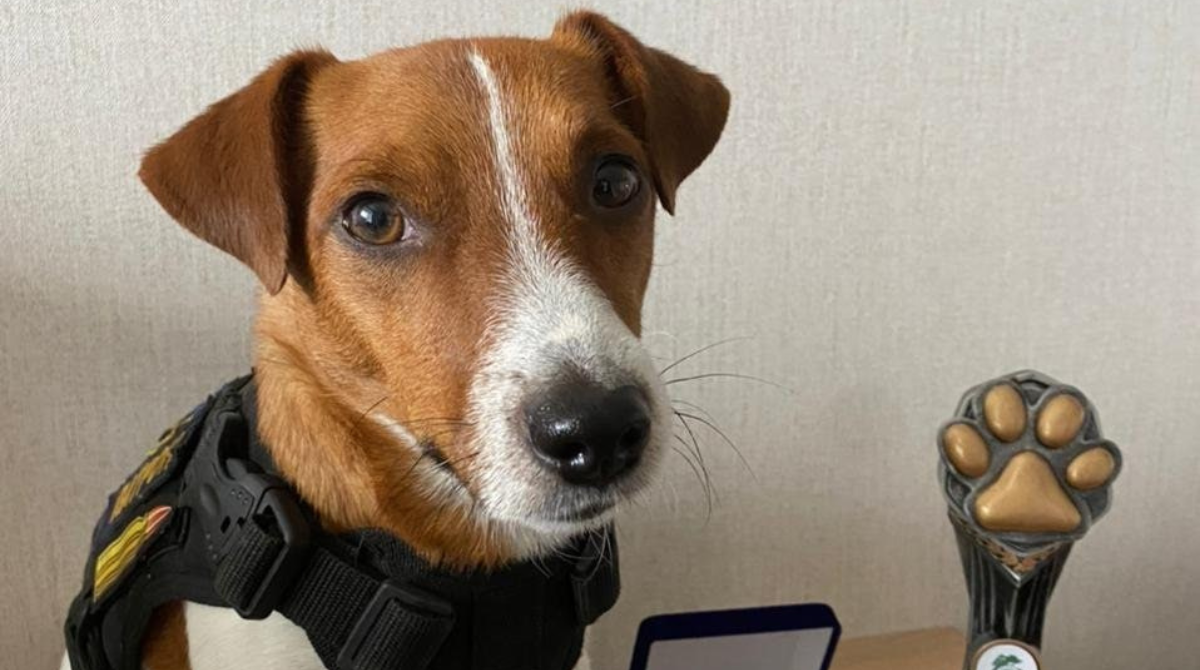 Пес-сапер Патрон отримав нагороду "Золота лапа"