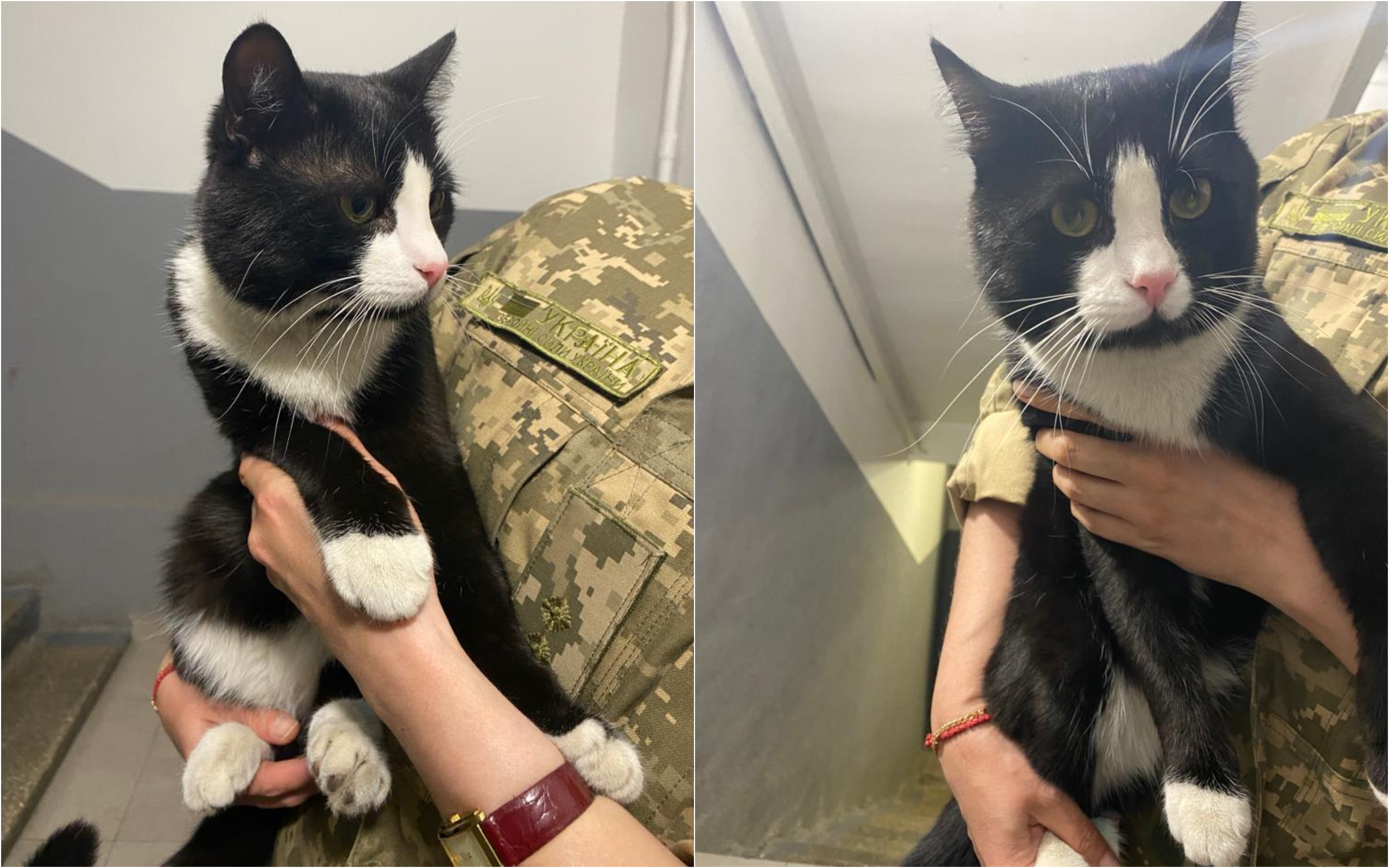 Не лише собаки: у розвідці показали свого улюбленця на прізвисько Боцман