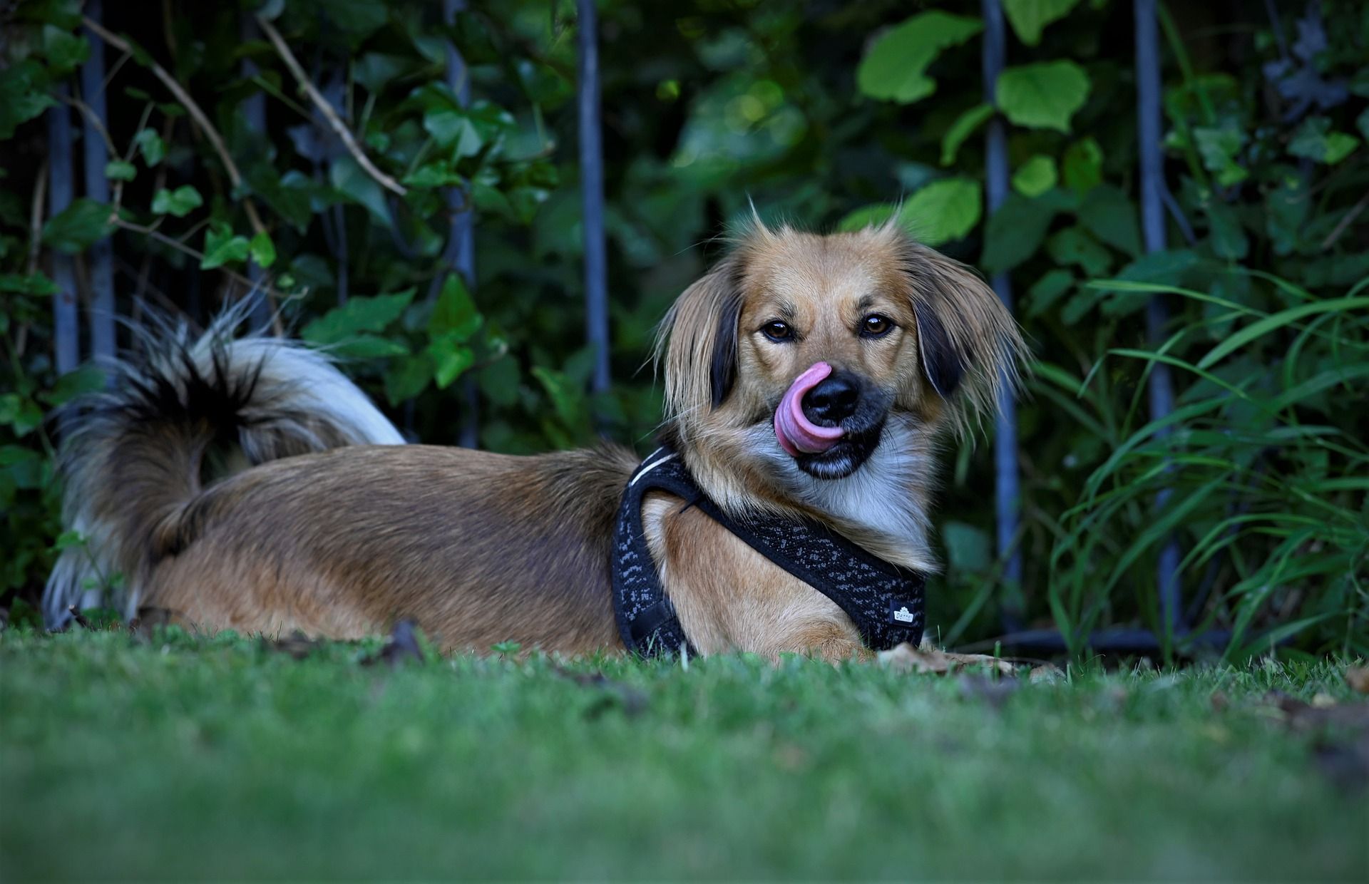 В Україні контролюватимуть безпритульних тварин за європейськими стандартами