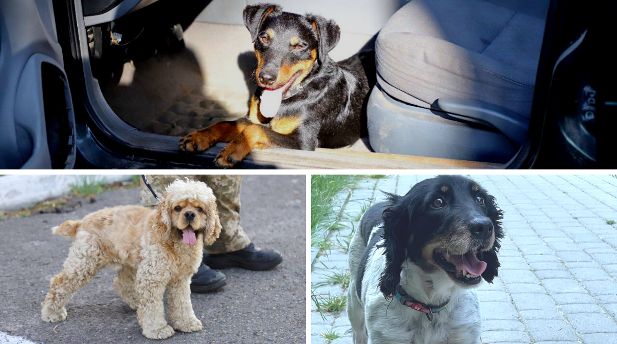 Саймон, Джесі та Кені – чим займаються чотирилапі прикордонники