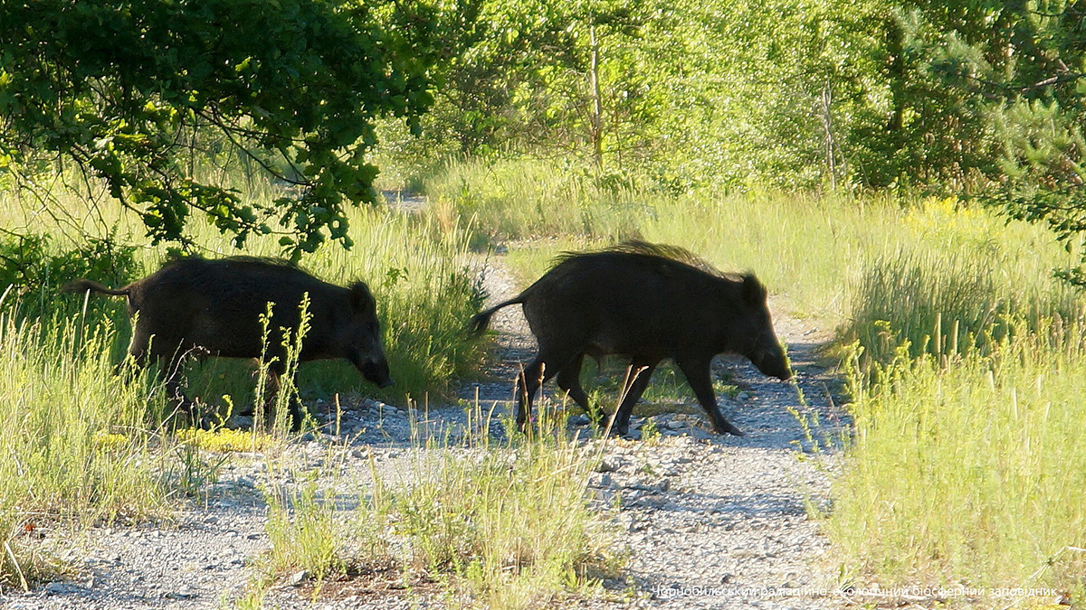 У Чорнобилі життя триває: у мережі показали свіже фото диких тварин заповідника