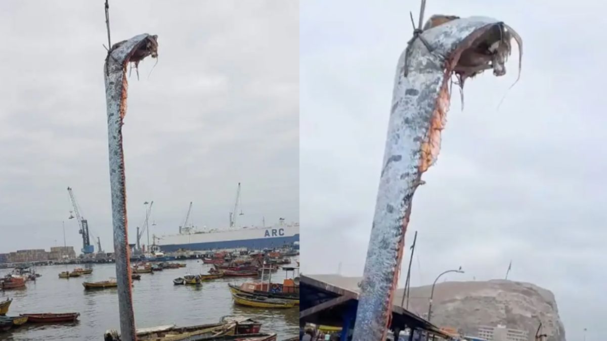 У Чилі рибалки виловили гігантський оселедець: його вважають провісником катастроф - фото 1