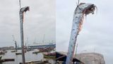 У Чилі рибалки виловили гігантський оселедець: його вважають провісником катастроф