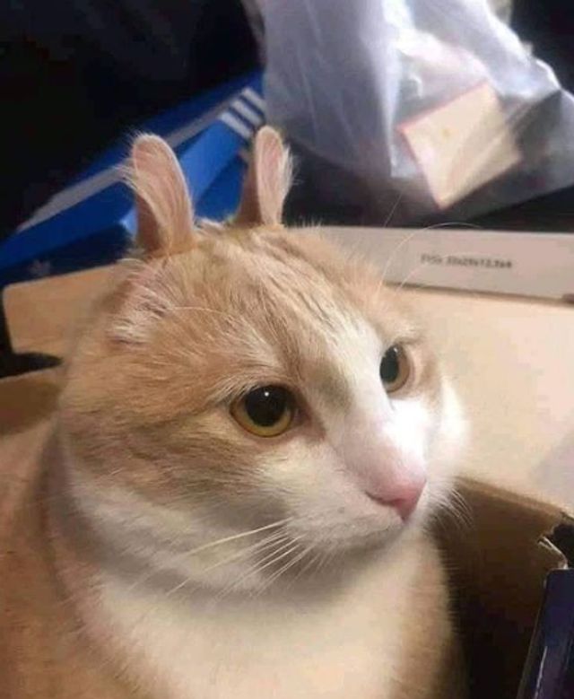 Коли кіт 'зламався': епічні фото, від яких важко втримати сміх - фото 509629