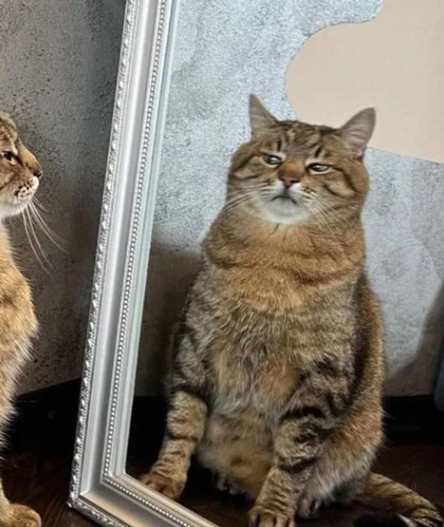 Коли кіт 'зламався': епічні фото, від яких важко втримати сміх - фото 509630